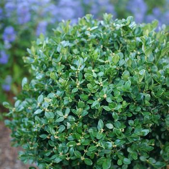 Buxus sempervirens Woodburn Select