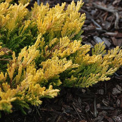 Juniperus horizontalis Gold Strike