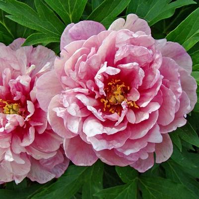 Paeonia Pink Double Dandy