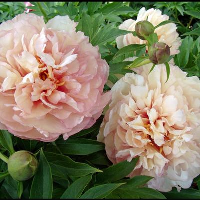 Paeonia Scrumdiddlyumptious