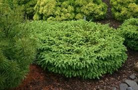 Picea abies Elegans