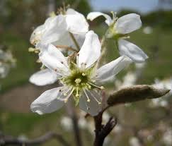 Amelanchier canadensis 