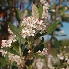 Aronia arbutifolia Brilliantissima