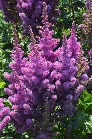 Astilbe chinensis Black Pearls