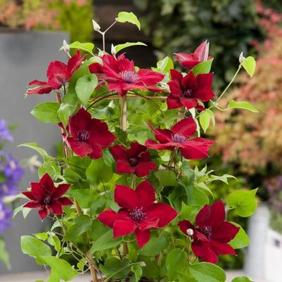 Clematis Boulevard® Nubia™