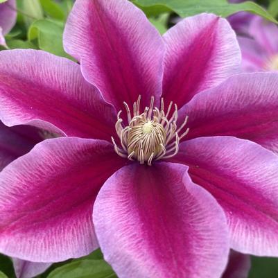 Clematis Boulevard® Poseidon™