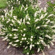 Clethra alnifolia 