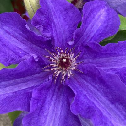 Clematis Lindsay 
