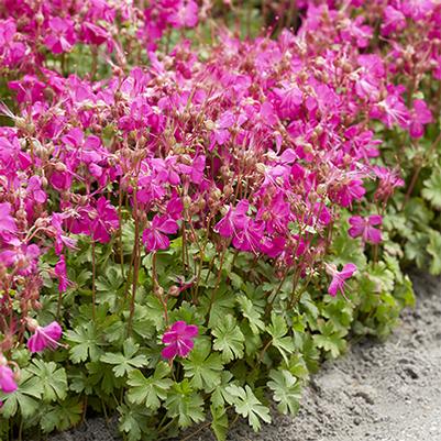 Geranium x cantabrigiense Intense