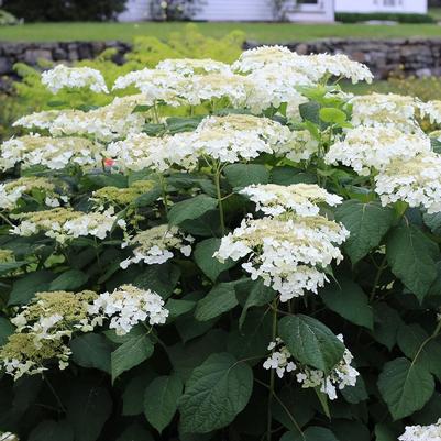 Hydrangea arborescens Haas Halo