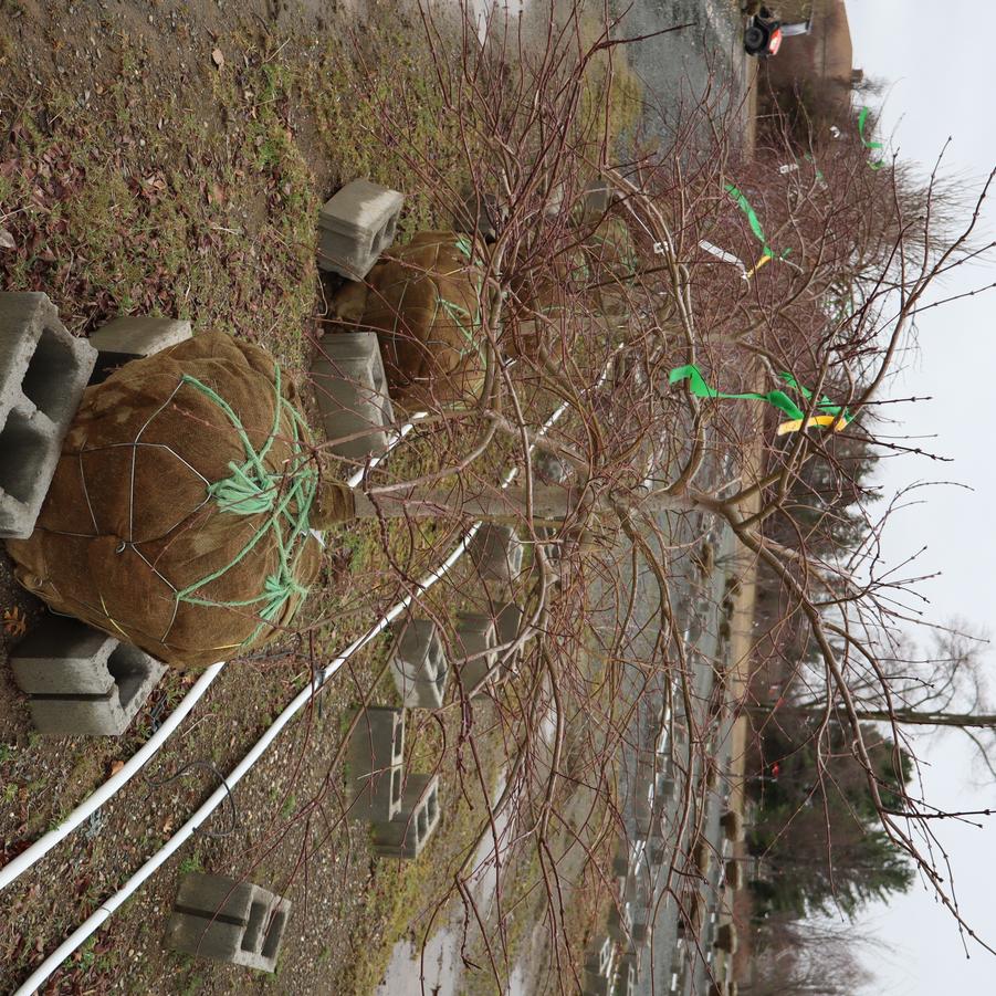 Acer palmatum var. dissectum Tamukeyama