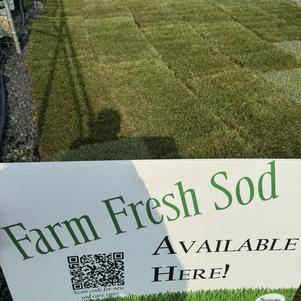 Sod