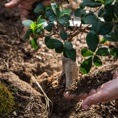 Fall is a Great Time to Plant Fall is a Great Time to Plant