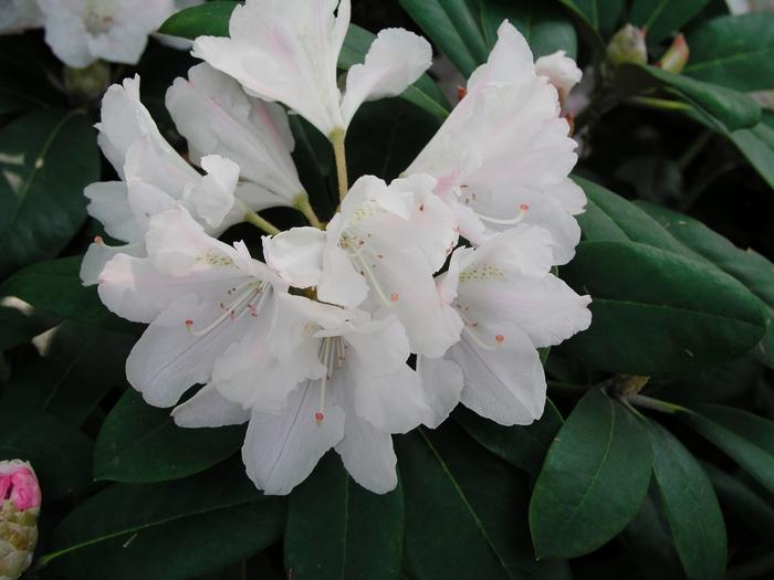 Rhododendron Yaku Princess