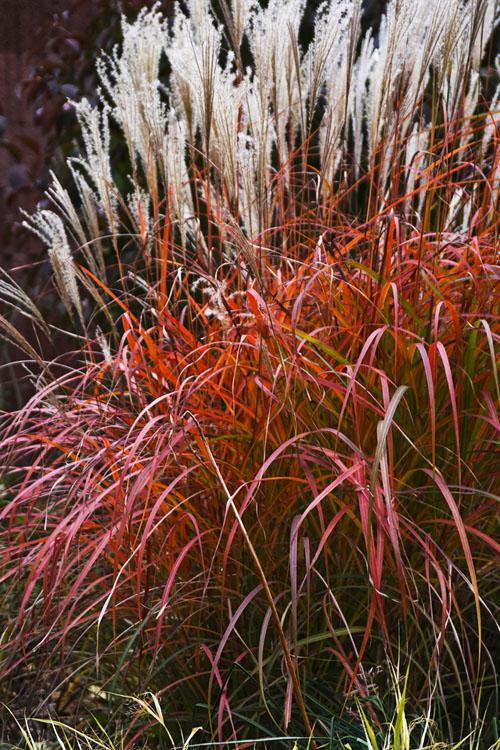 GR-Miscanthus s. Fire Dragon