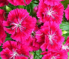 Dianthus Frosty Fire