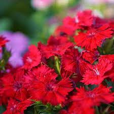 Dianthus Paint the Town Red