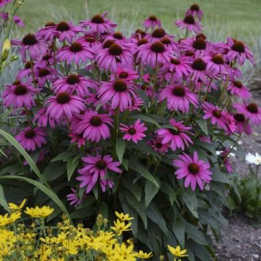 Echinacea Butterfly Purple Emperor