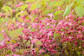 Epimedium x rubrum
