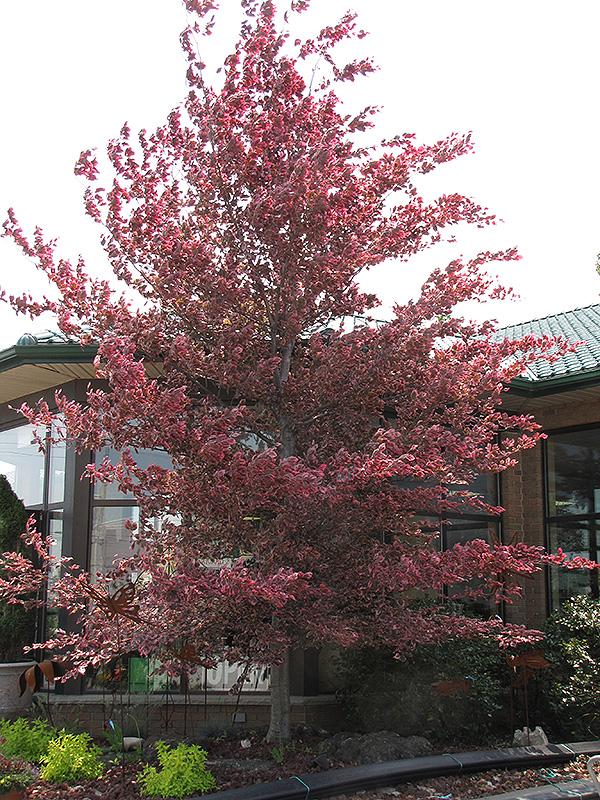 Fagus sylvatica Roseomarginata