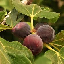 Ficus carica Chicago Hardy