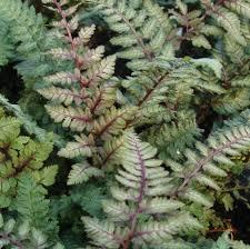 Fern-Athyrium n. Regal Red