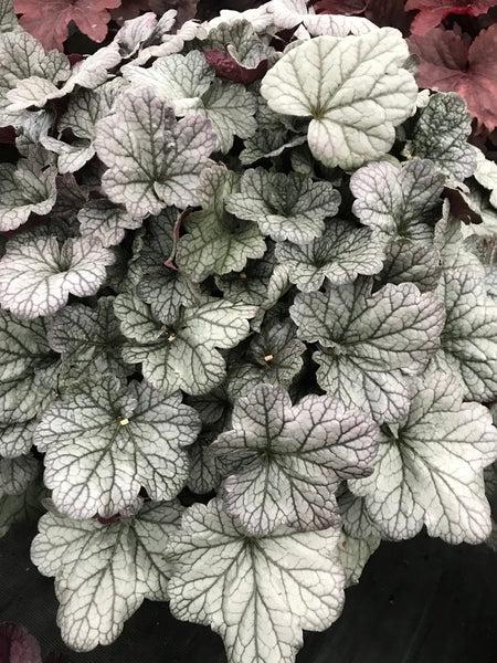 Heuchera Smoke and Mirrors