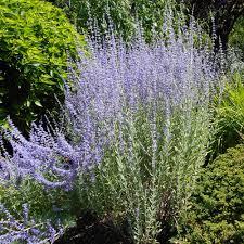 Perovskia atriplicifolia Little Spire