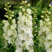 Delphinium Delgenius™ Neva