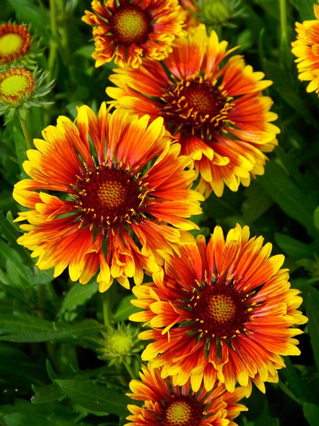 Gaillardia SpinTop™ Mariachi Copper Sun