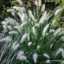 Pennisetum alopecuroides Piglet
