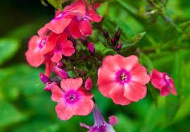 Phlox paniculata Garden Girls™ Glamour Girl