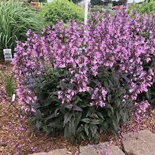 Penstemon Midnight Masquerade