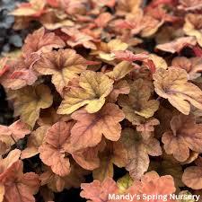 Heucherella Pumpkin Spice