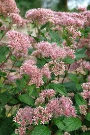 Eutrochium dub. Little Joe