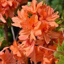 Rhododendron Northern Lights hybrid Mandarin Lights