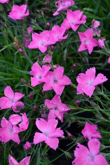 Dianthus Beauties® Kahori Pink