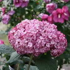 Hydrangea arborescens Invincibelle Mini Mauvette®