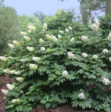 Hydrangea quercifolia Alice