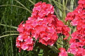 Phlox paniculata Flame™ Coral Flame®