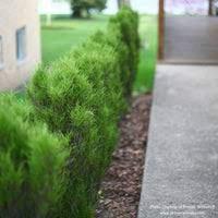 Rhamnus frangula Fine Line® Improved