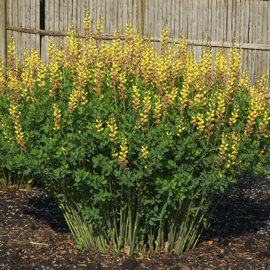 Baptisia Prairieblues™ Solar Flare