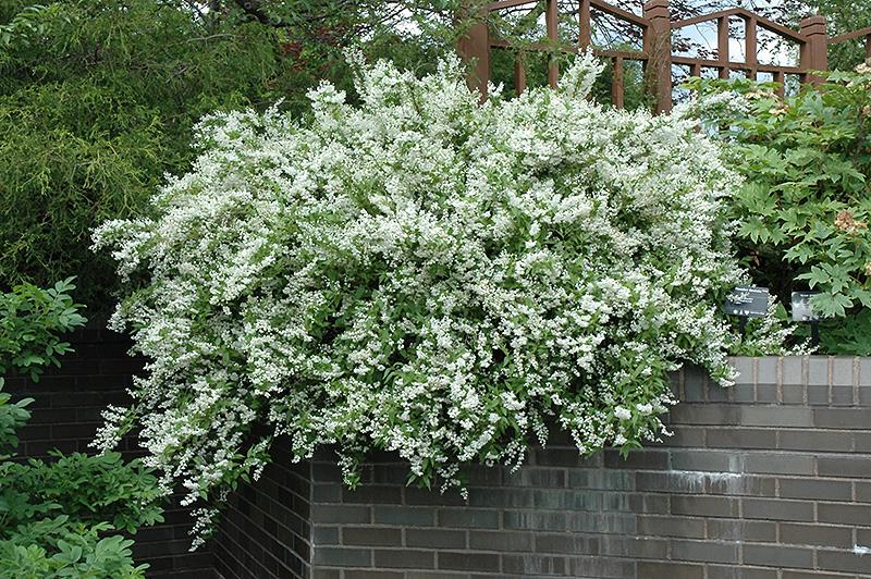 Deutzia gracilis