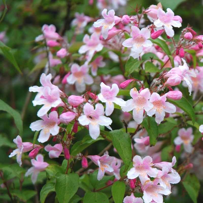 Kolkwitzia amabilis Pink Cloud