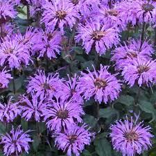 Monarda didyma Sugar Buzz® Blue Moon