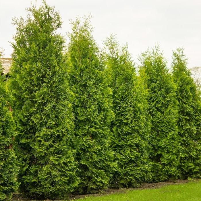 Thuja occidentalis Nigra