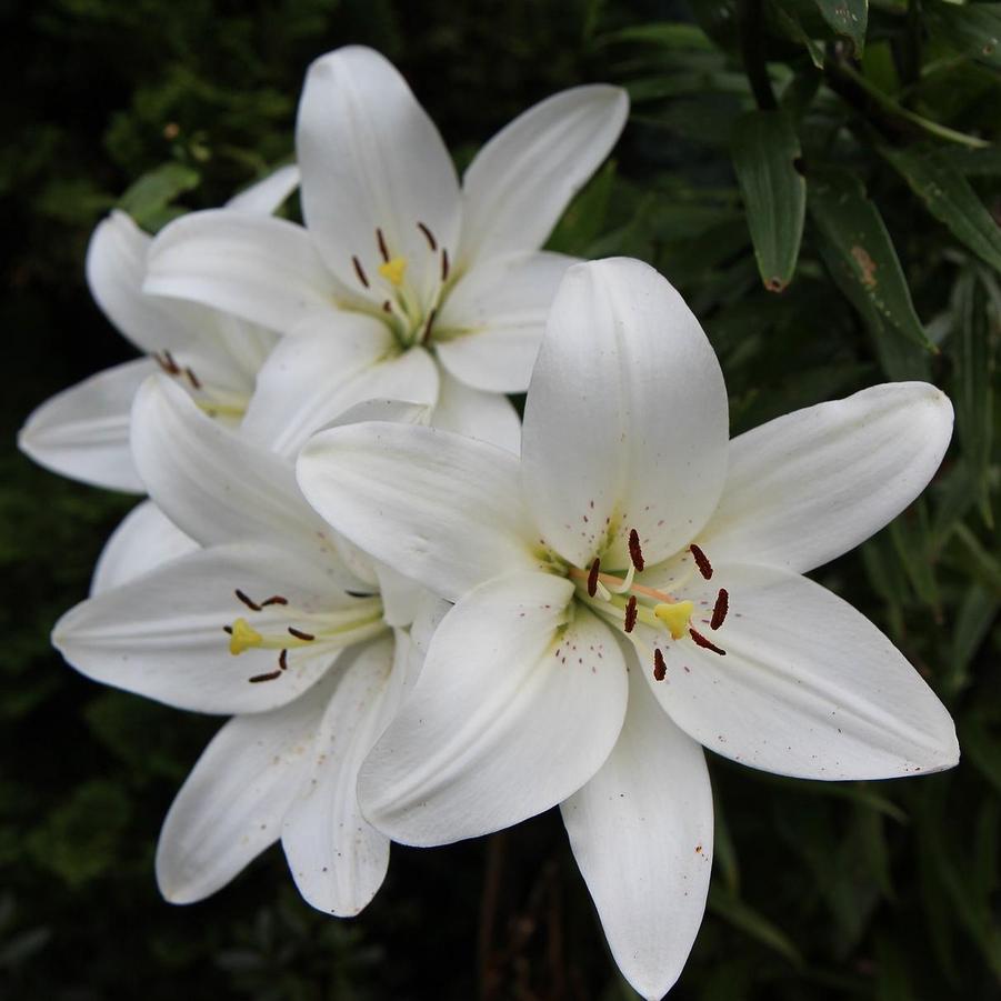 Lilium