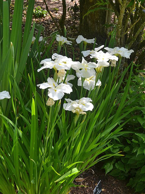 Iris ensata Moonlight Waves