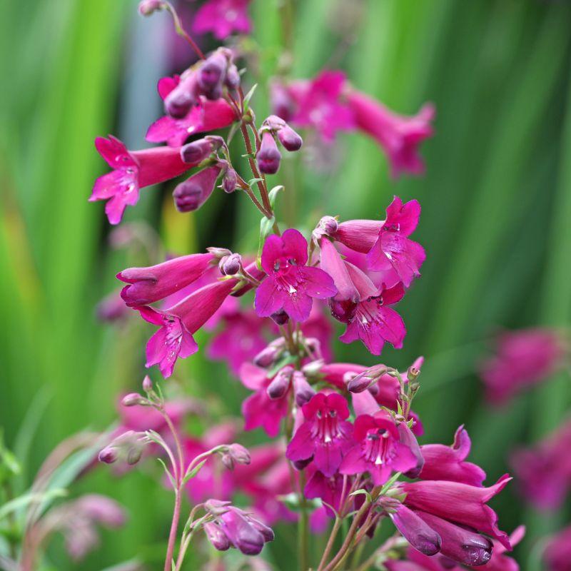 Penstemon Blackbird