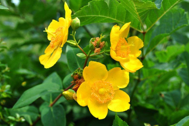 Hypericum Hidcote